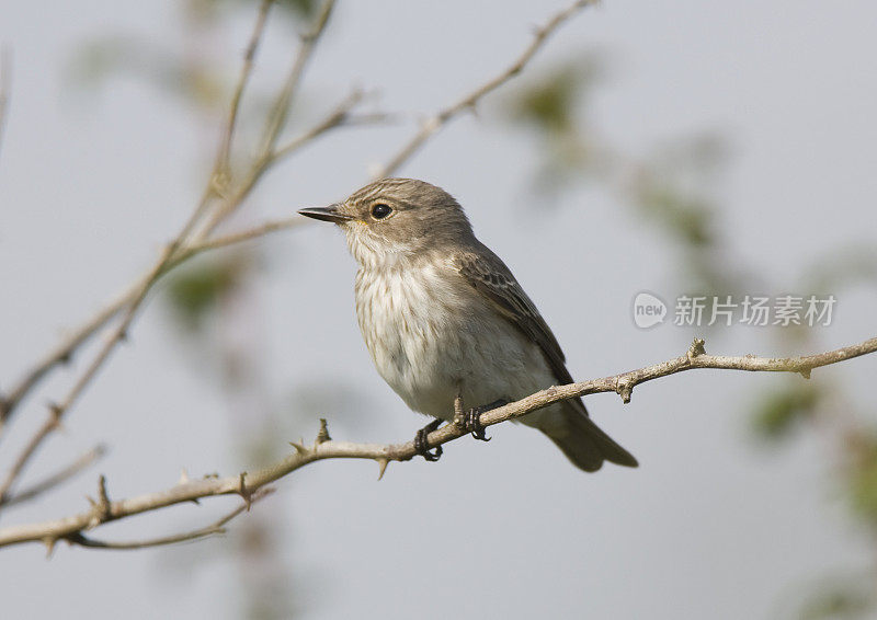 斑点Flycatcher (Muscicapa striata)